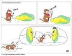 Cricetus et le maïs